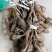 野生牛大力黑牛石山黑牛现货批发可视频看货