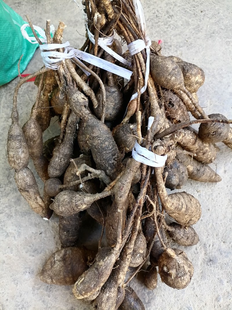 野生牛大力黑牛石山黑牛现货批发可视频看货