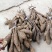 野生牛大力黑牛石山黑牛现货批发可视频看货