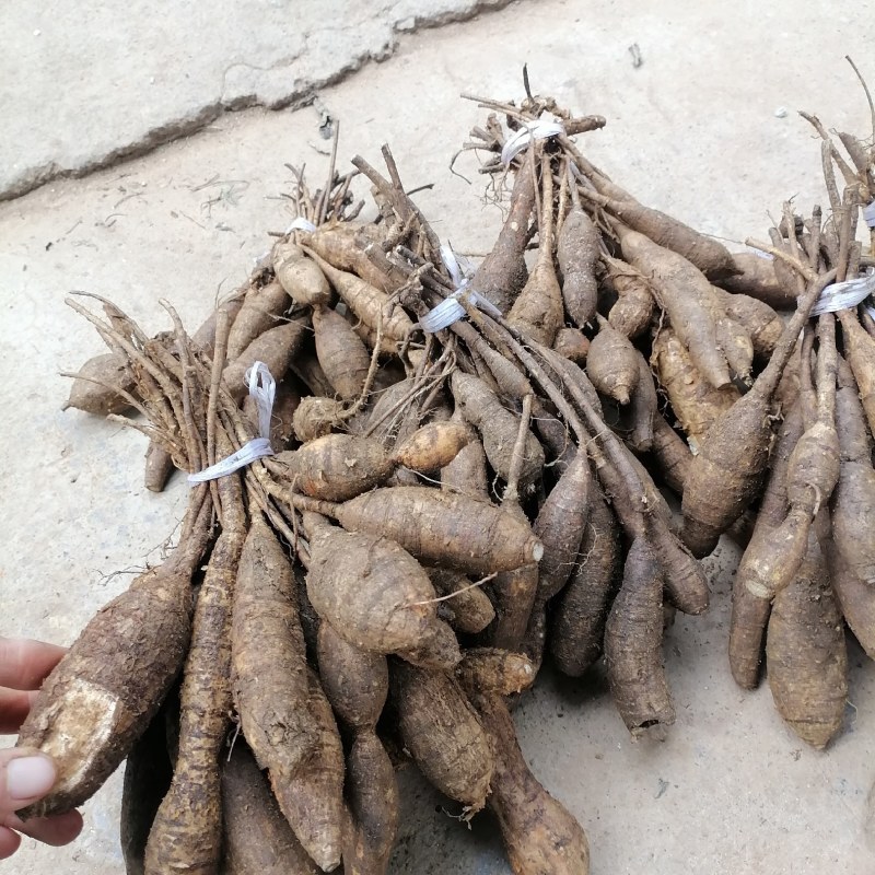 野生牛大力黑牛石山黑牛现货批发可视频看货