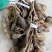 野生牛大力黑牛石山黑牛现货批发可视频看货