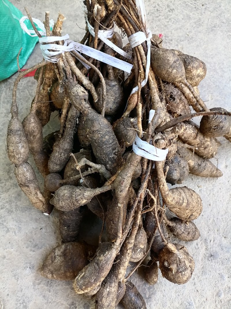 野生牛大力黑牛石山黑牛现货批发可视频看货