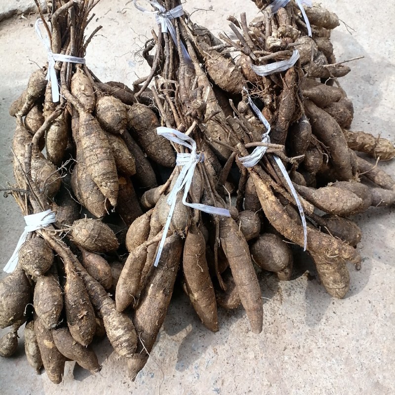 野生牛大力黑牛石山黑牛现货批发可视频看货
