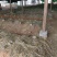 仿野生虎掌菌