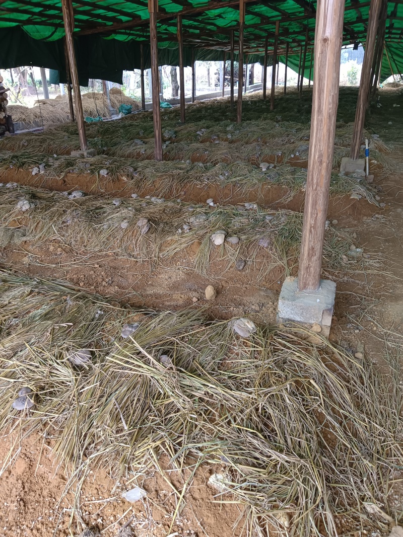仿野生虎掌菌