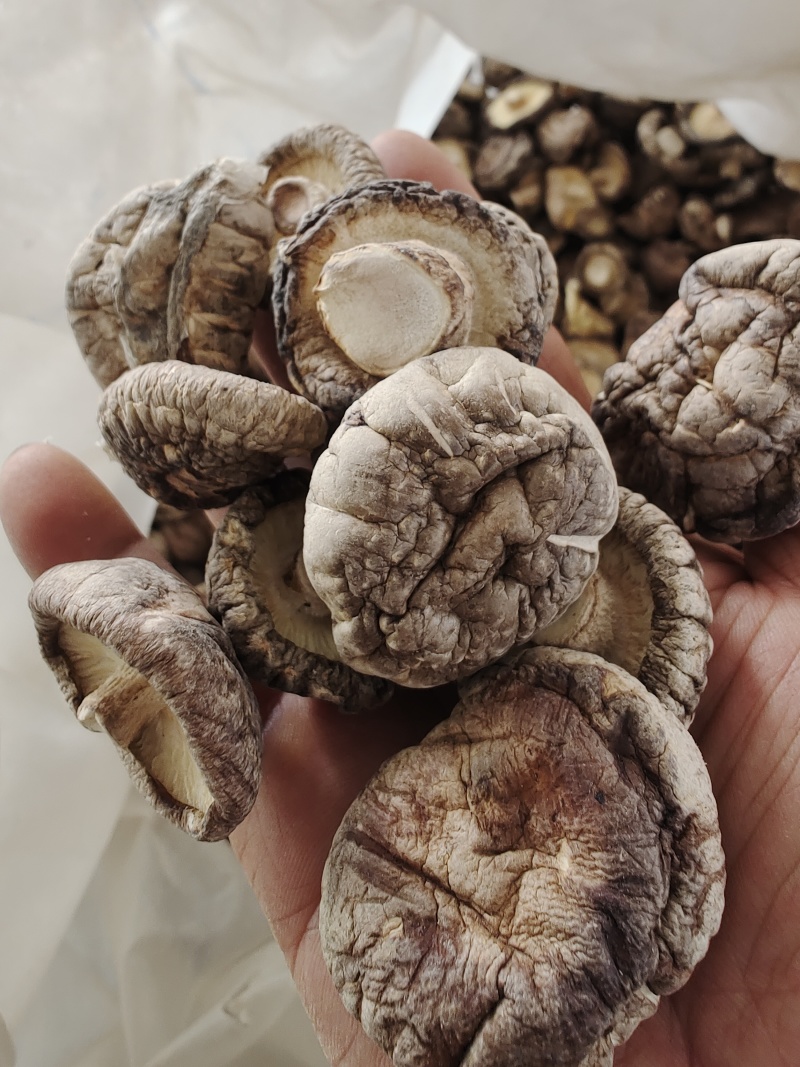 随州香菇精选光面菇3~4cm产地直销品质稳定可出口