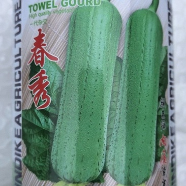 丝瓜种子春秀早熟油绿色顺直中棒硬果肉质好结瓜能力强