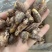 紫衣腰果180型号大果