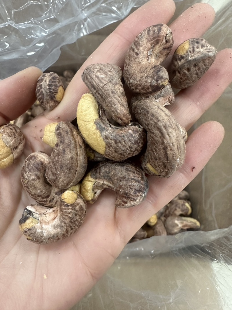 紫衣腰果180型号大果
