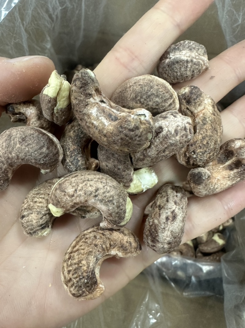 紫衣腰果180型号大果