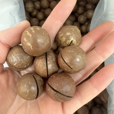 夏威夷果奶香味22-25大果现货供应