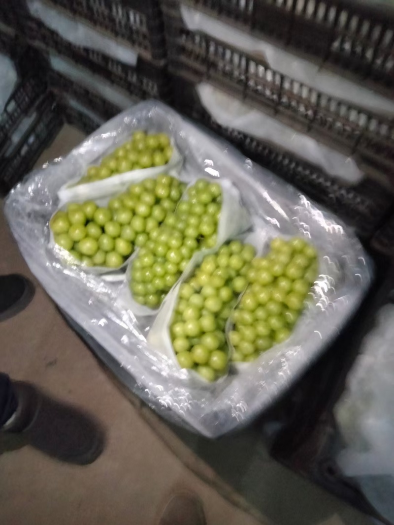 阳光玫瑰葡萄大量现货欢迎合作晴王葡萄价格美丽