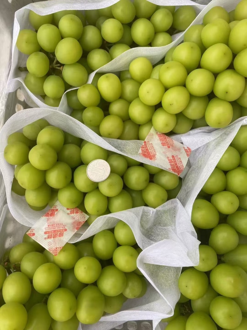 阳光玫瑰葡萄大量现货欢迎合作晴王葡萄价格美丽