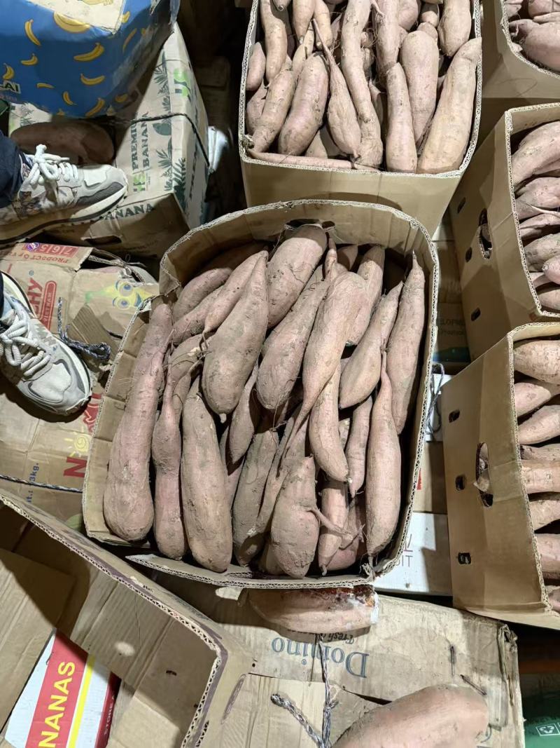 河北省衡水市饶阳县大量白哈蜜现货出