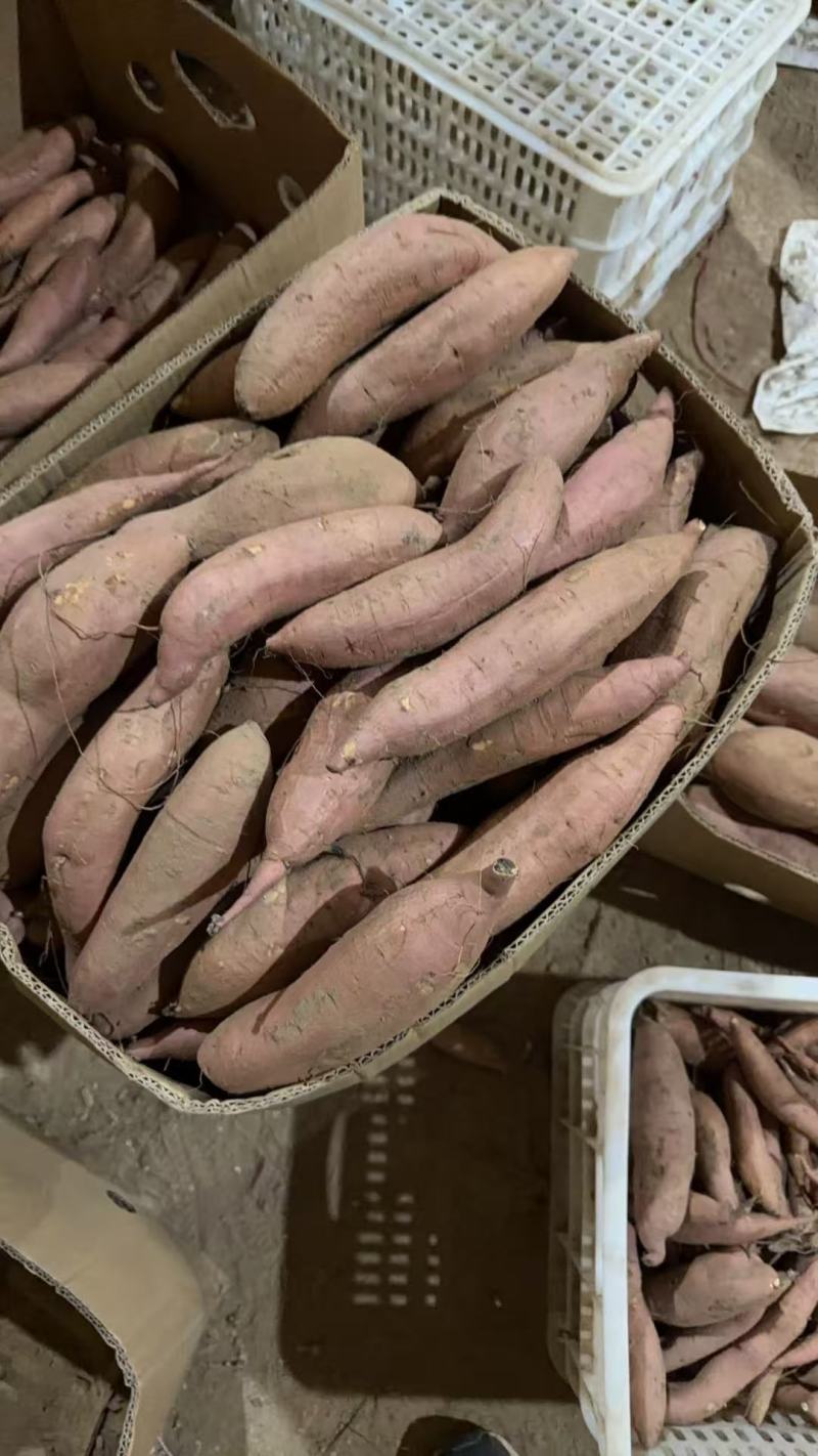河北省衡水市饶阳县大量白哈蜜现货出