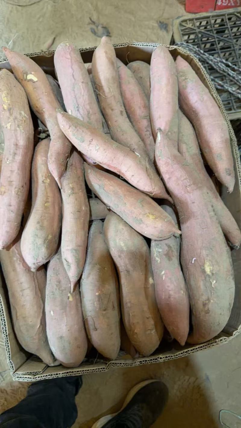 河北省衡水市饶阳县大量白哈蜜现货出