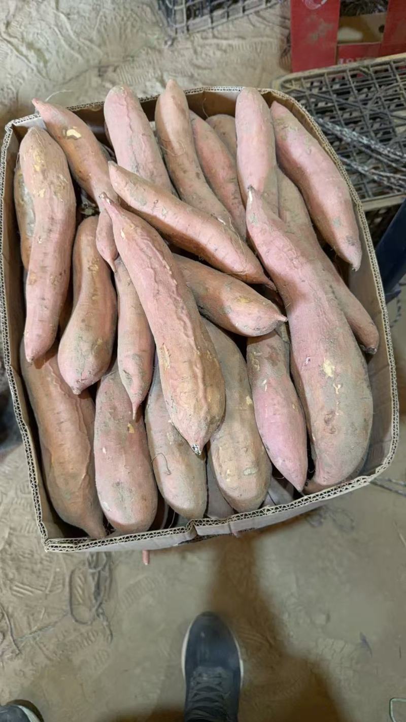 河北省衡水市饶阳县大量白哈蜜现货出