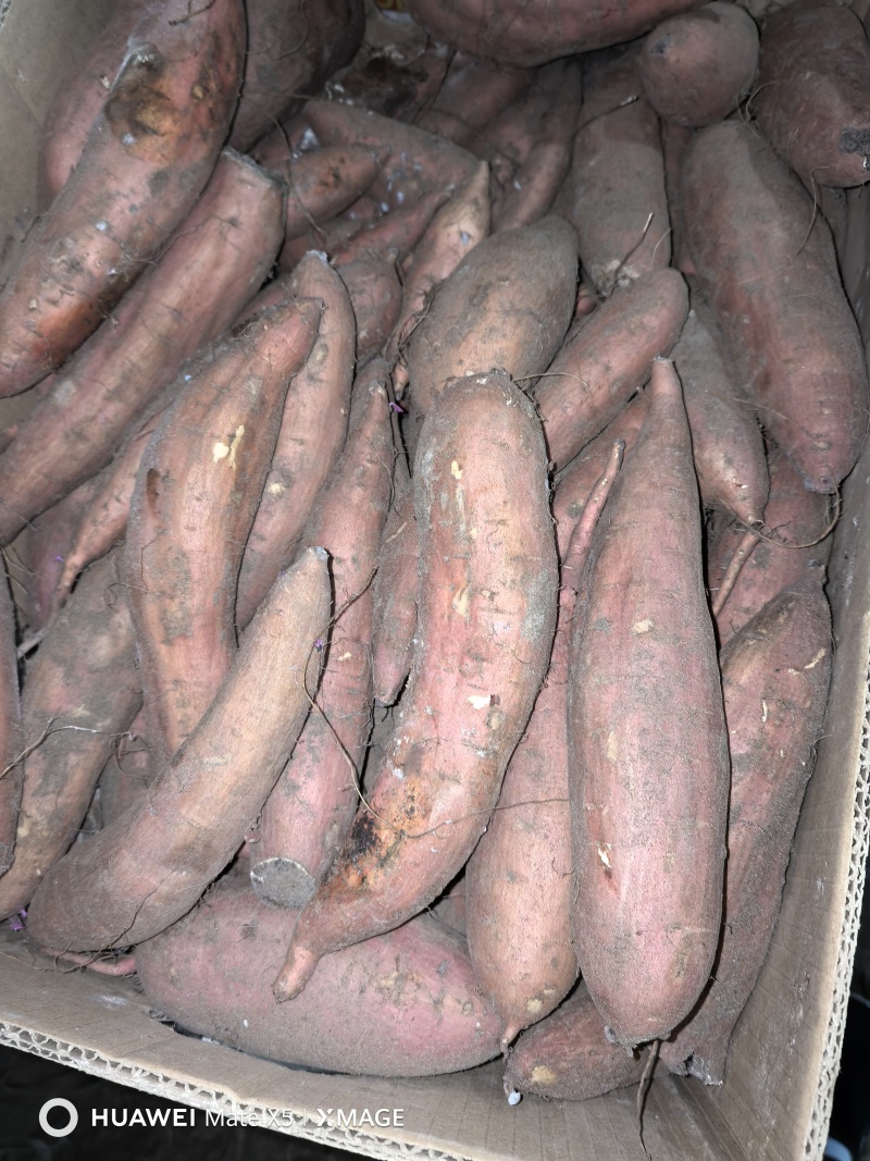 河北省衡水市饶阳县大量白哈蜜现货出