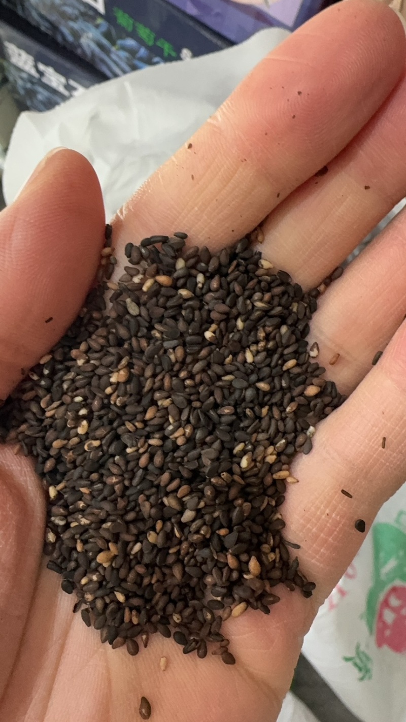 熟黑芝麻特价批发有糠麻和油麻白芝麻
