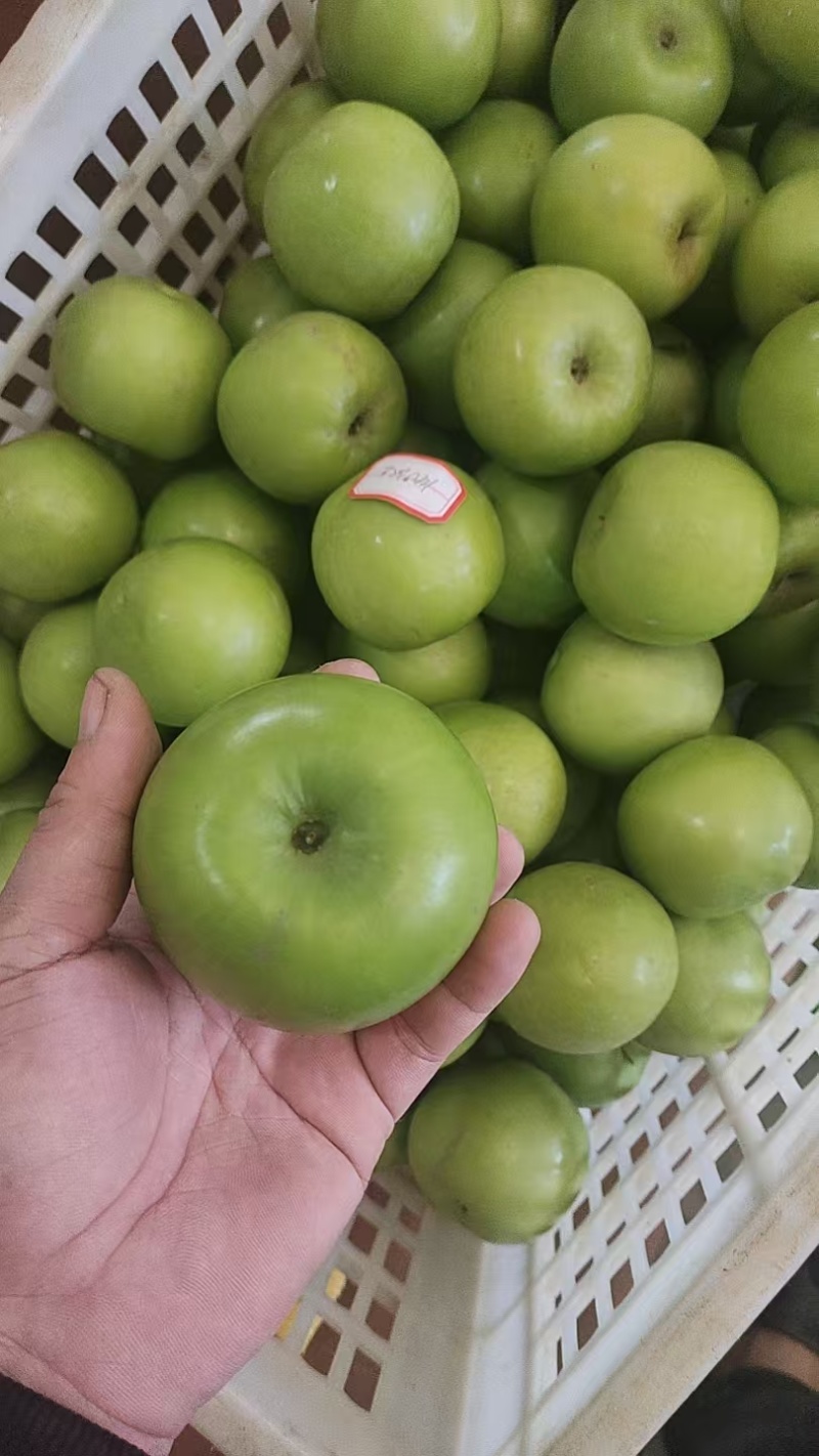 西双版纳苹果枣
