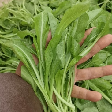 鸡毛菜