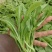鸡毛菜