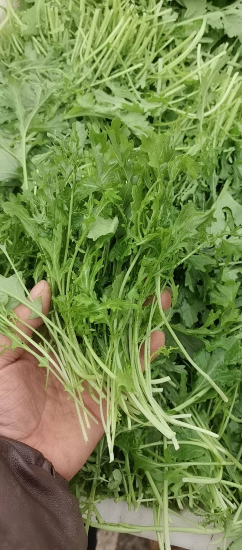 鸡毛菜