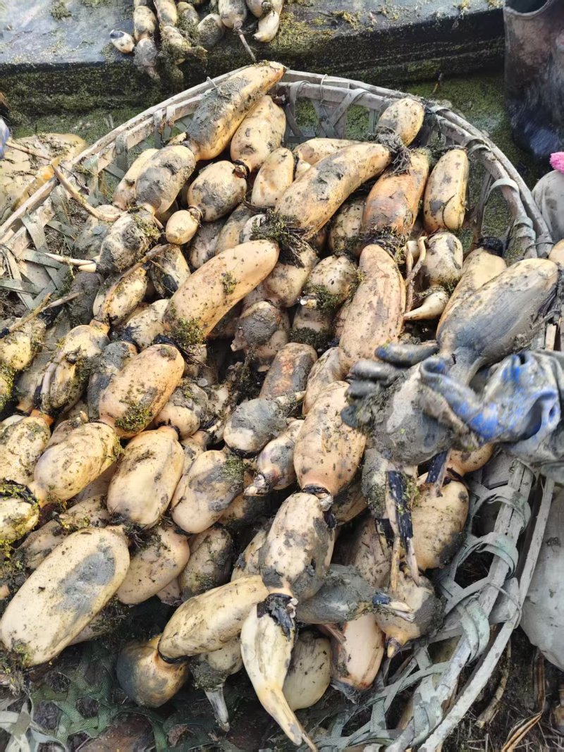 精品货白调节好品质好，质量好货源充足，诚信经营，一手货源