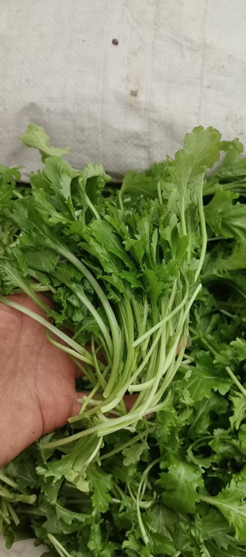 鸡毛菜