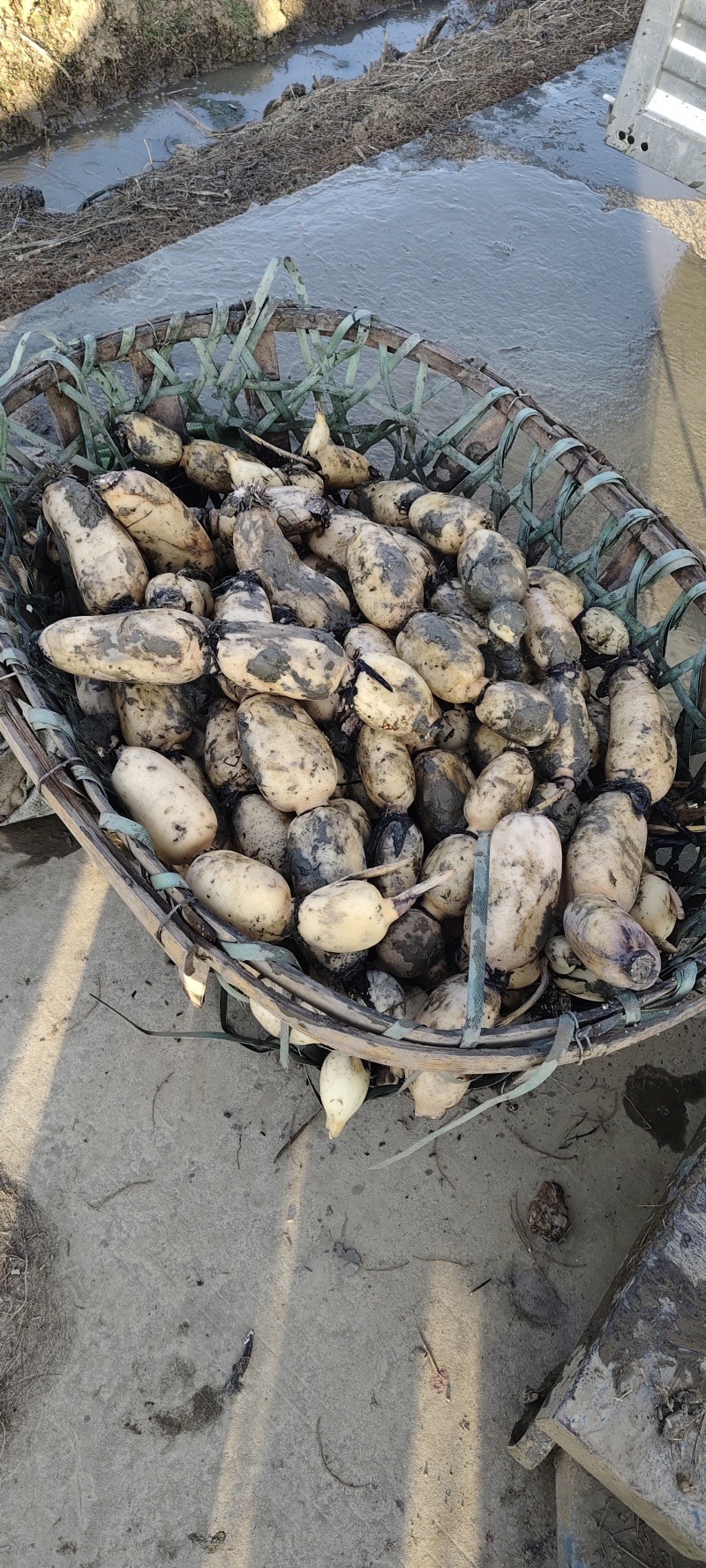 精品货白调节好品质好，质量好货源充足，诚信经营，一手货源