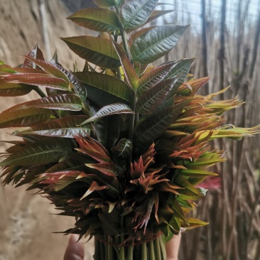 2026年陕西优质大棚香椿产业基地每日**情况