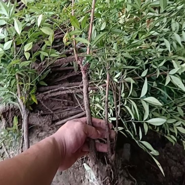 南天竹电商货工程绿化苗木自产自销