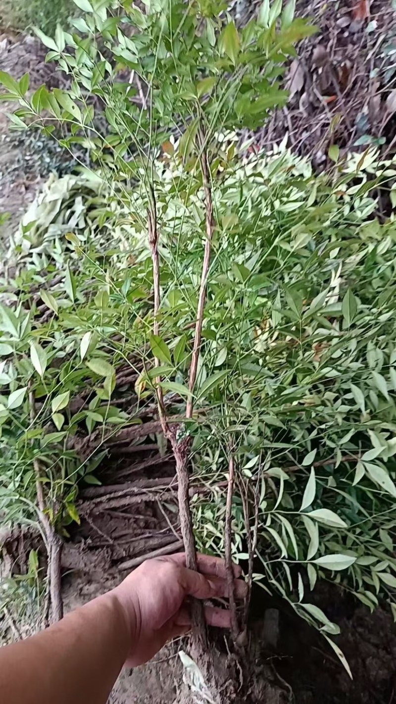 南天竹电商货工程绿化苗木自产自销