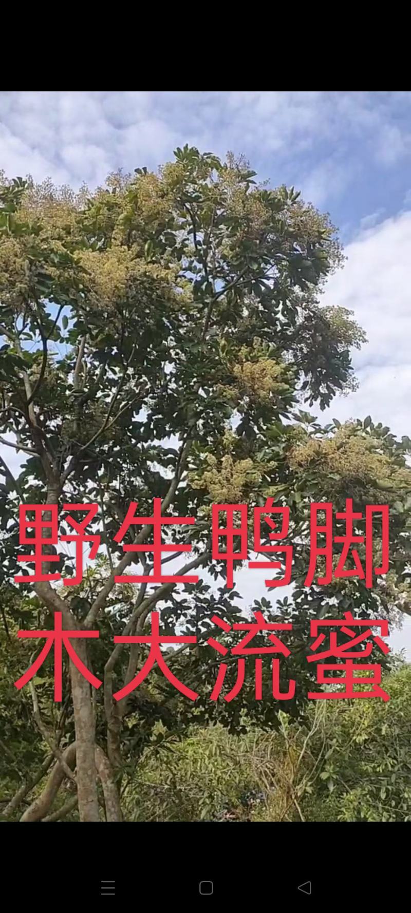 骗子***！勿扰！本人出的是土蜂冬蜜