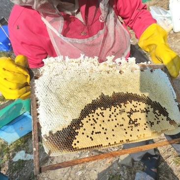 骗子***！勿扰！本人出的是土蜂冬蜜