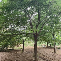 朴树基地！单杆的，原生的，发帽的！丛生朴树和拼栽朴树！