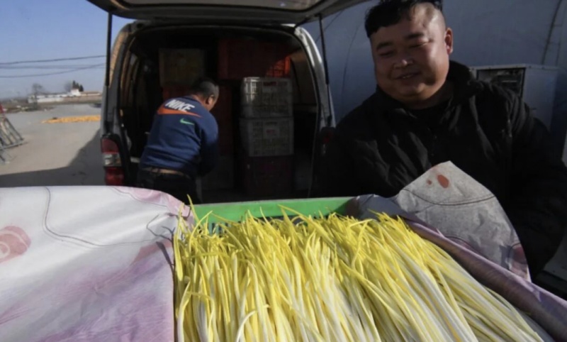 河北精品蒜黄新鲜上市，现摘现卖，品质保证，量大从优，欢迎咨询