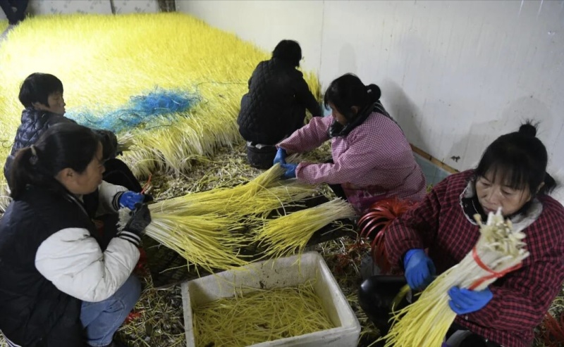 河北精品蒜黄新鲜上市，现摘现卖，品质保证，量大从优，欢迎咨询