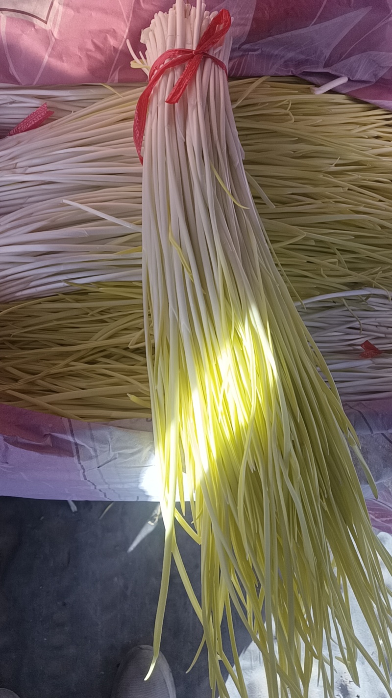 河北精品蒜黄新鲜上市，现摘现卖，品质保证，量大从优，欢迎咨询