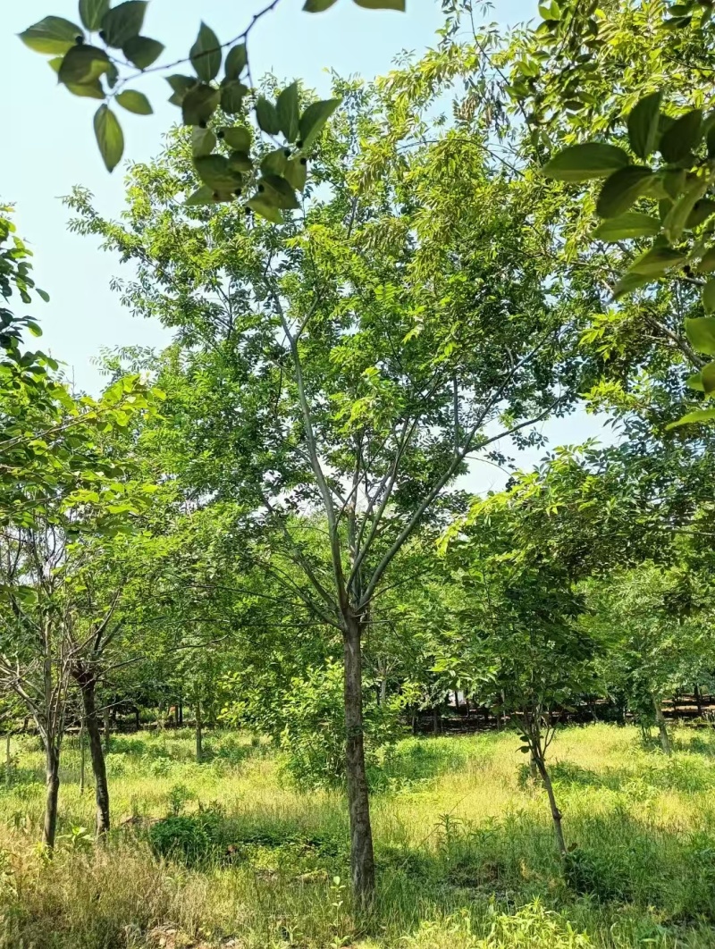 朴树基地！单杆的，原生的，发帽的！丛生朴树和拼栽朴树！