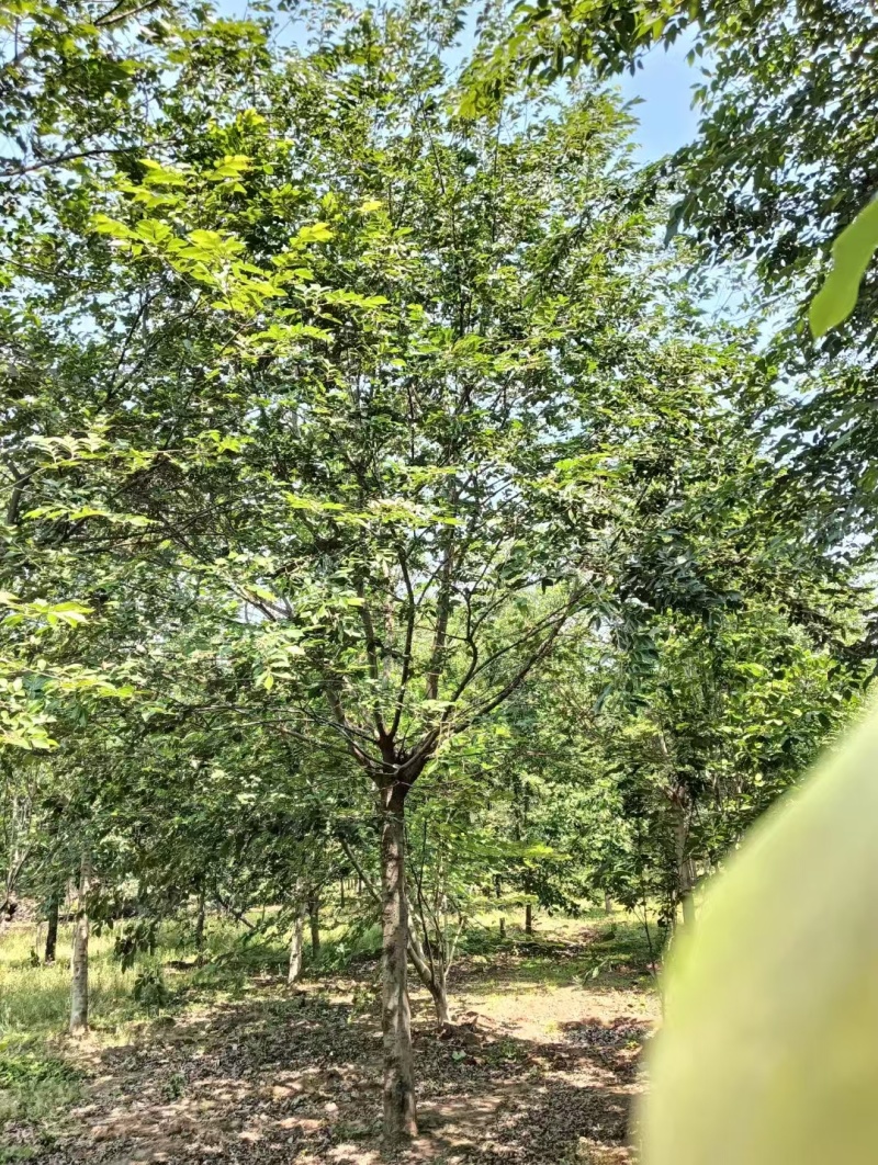 朴树基地！单杆的，原生的，发帽的！丛生朴树和拼栽朴树！