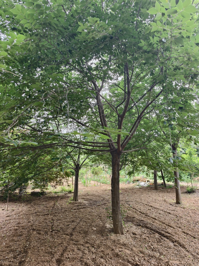 朴树基地！单杆的，原生的，发帽的！丛生朴树和拼栽朴树！