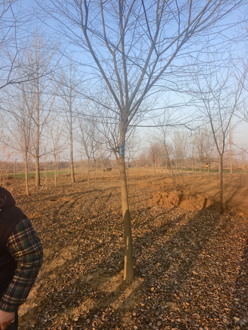 朴树基地！单杆的，原生的，发帽的！丛生朴树和拼栽朴树！