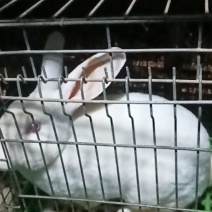 獭兔