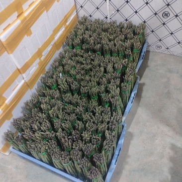 南通芦笋