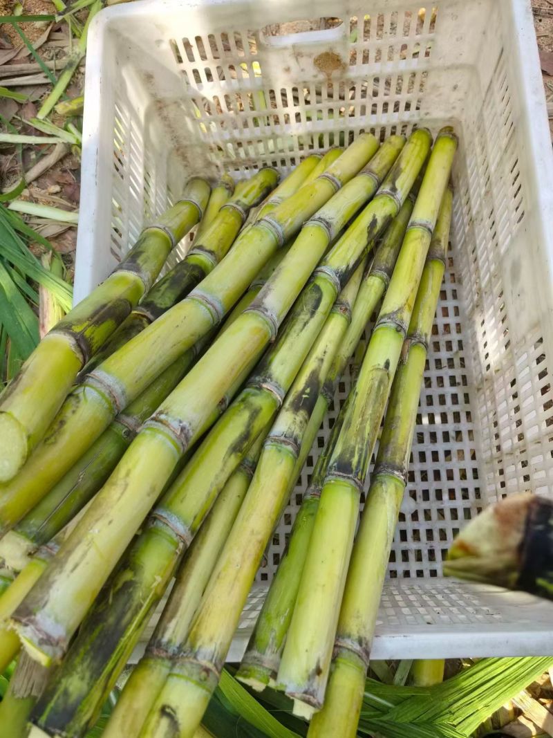 正宗黄皮甘蔗新鲜批发水果新鲜当季整箱一级中段青皮黄金鲜甘