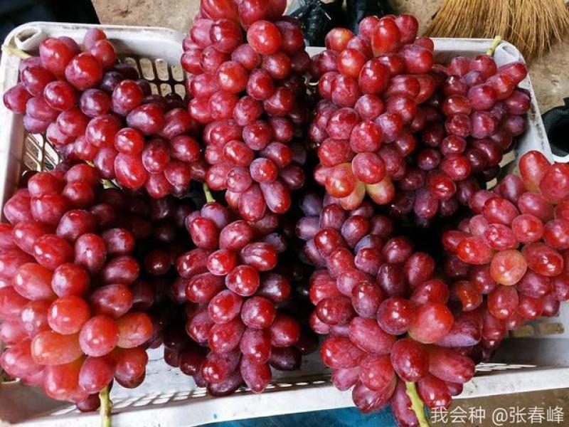 温克葡萄苗，又名魏可，又香又甜，抗病丰产，晚熟品种