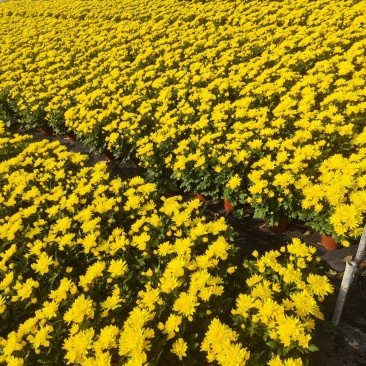 140#黄菊花
