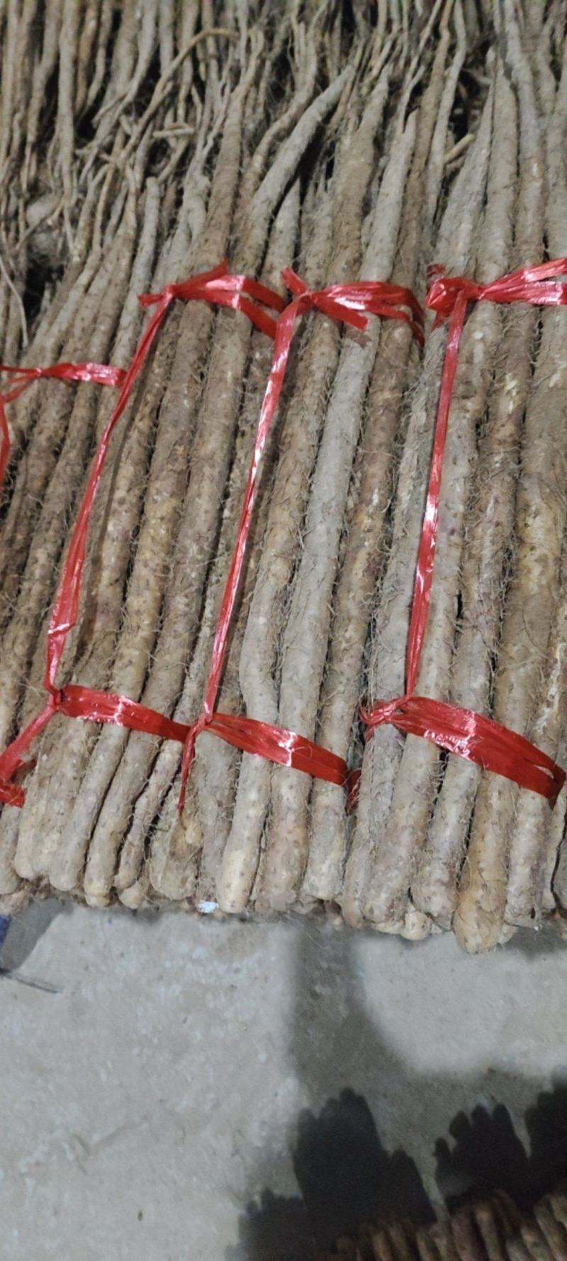 。正宗温县铁棍山药。