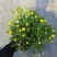140#黄菊花